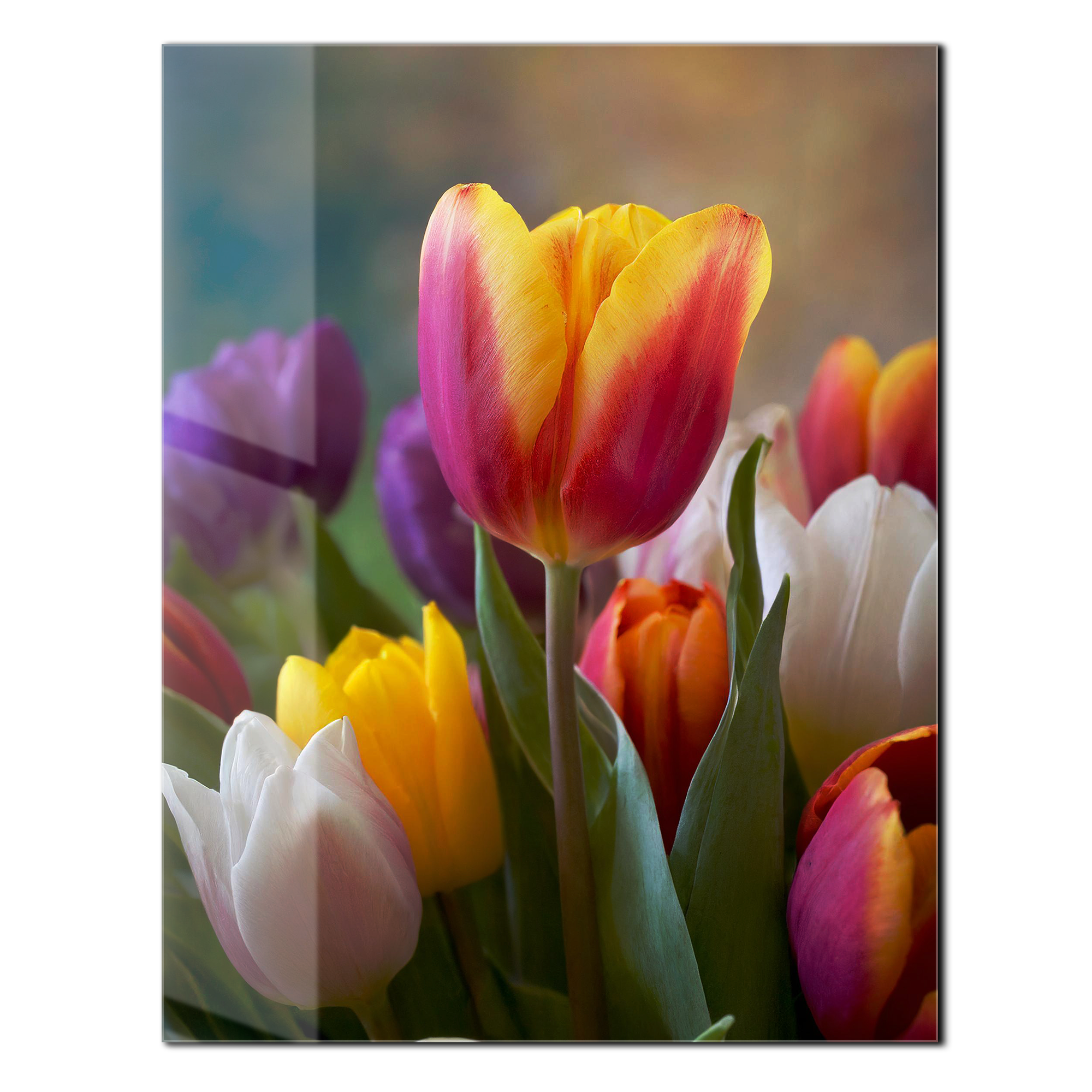 Colorful Tulip Bouquet Glass Wall Art – Vibrant Spring Floral UV Print-KAFCD049